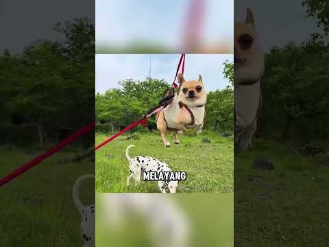 Anjing kecil ini selalu diganggu saat bermain 🥹