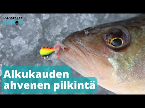 Kalastajan Radio: Alkukauden ahvenen pilkintä