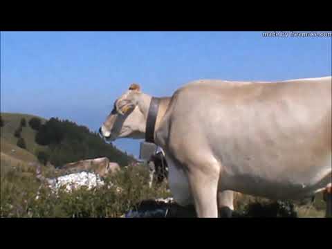 MUCCHE AL PASCOLO mp4 MONTE CESEN