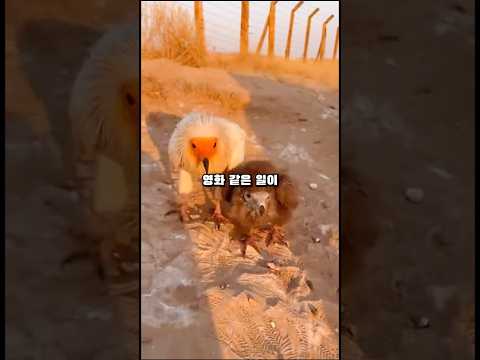 멸종위기의 이집트독수리, 군인에게 찾아왔어요.