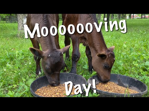 Spostare le mucche in un nuovo pascolo in una fattoria