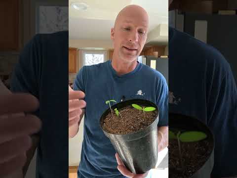 Part of a video titled How to Fix Leggy Tomato Plants - YouTube