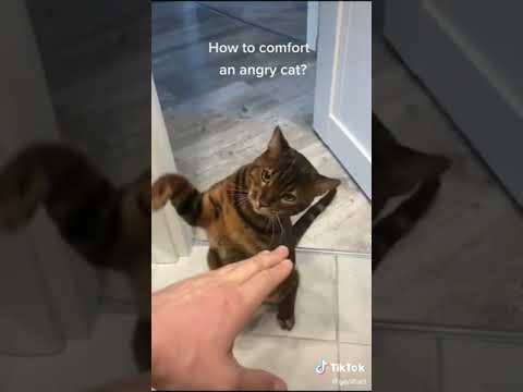 How to comfort an angry cat 😿😿😿#angrycat