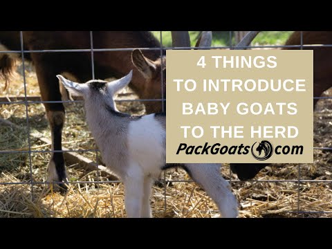4 Things When Introducing Baby Goats to Your Herd