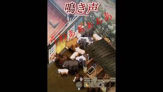 鳴き声#ほの暮らしの庭#ゲーム実況