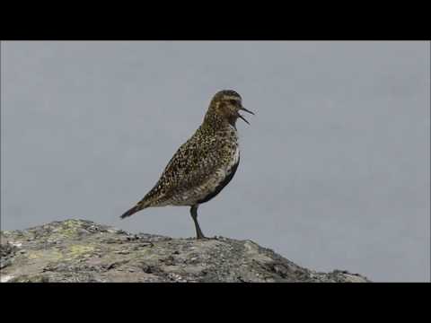 Goudplevier /Golden Plover Faeröer Eilanden / Faroe Islands