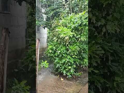 First Shower 🌧️ this year 2024#Marife'sphilippinelife