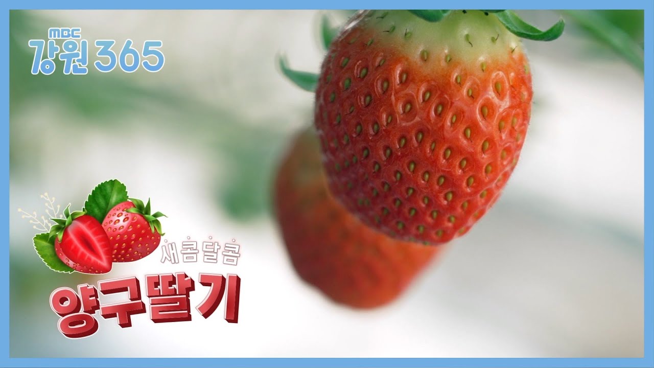 [강원365] 새콤달콤 양구 딸기, 딸기로 만든 찹쌀떡