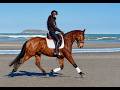 Gelding Lusitano For sale 2019 Bay