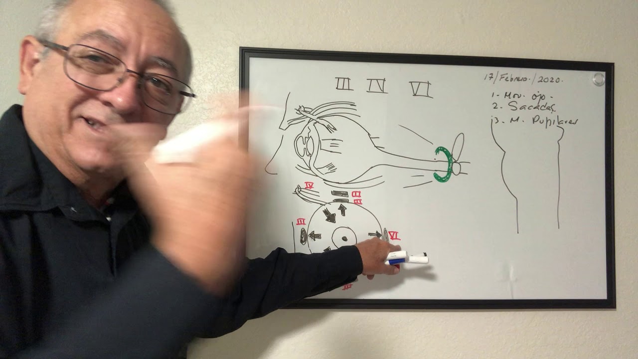 Nervios  craneales III, IV y VI. Movimientos oculares