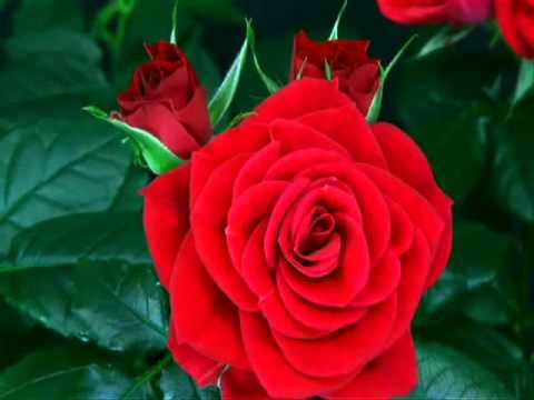 download lagu mp3 mp4 Fleur De Naissance, download lagu Fleur De Naissance gratis, unduh video klip Fleur De Naissance
