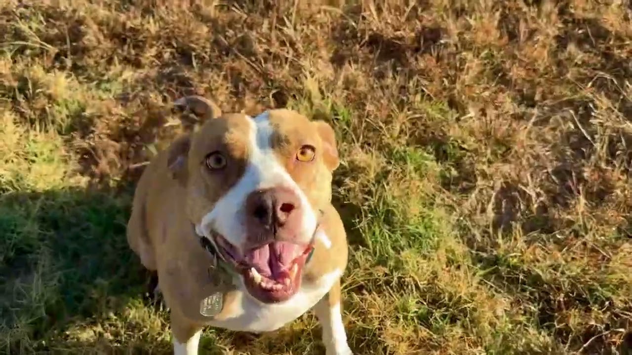 Enlarge Jewel — A Loving Mama Ready for Her Forever Home, a hold mixed breed in St Augustine, FL video 6/6