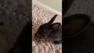 Dutch rabbit Rabbits Videos
