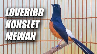 Download lagu TEMBAKAN LOVEBIRD ISTIMEWA!! MURAI BATU ISIAN LOVEBIRD NGEKEK PANJANG SANGAT BAGUS BUAT MASTERAN mp3 Download lagu TEMBAKAN LOVEBIRD ISTIMEWA!! MURAI BATU ISIAN LOVEBIRD NGEKEK PANJANG SANGAT BAGUS BUAT MASTERAN mp3