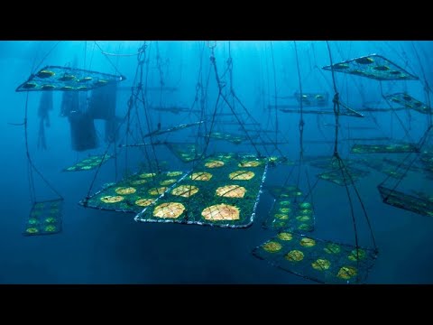 Amazing Pearls Oysters Farming For Jewelry 🦪 - Black Pearls Harvesting & Processing in Factory
