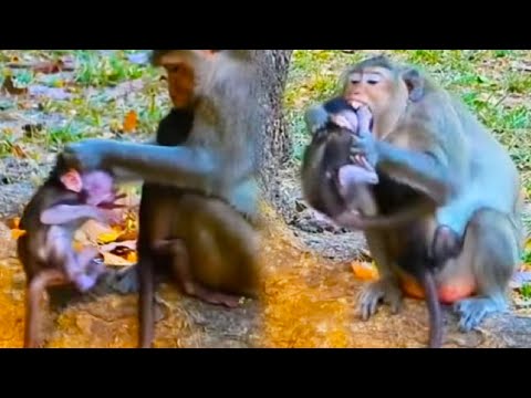 Baby monkey mistook mother for mother and was beaten, confused and scared