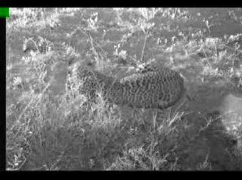 Africam Nkorho Pan Leopad Under Cam Tree Part #1
