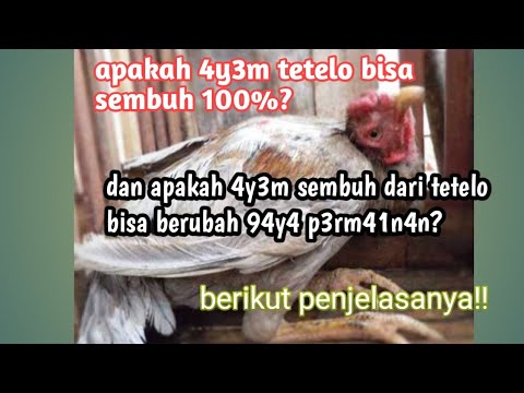 , title : 'cara mengobati ayam terkena telo/tetelo'