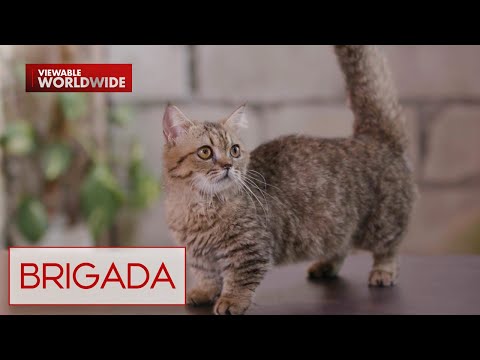 Iba't ibang cat breeds, alamin! | Brigada