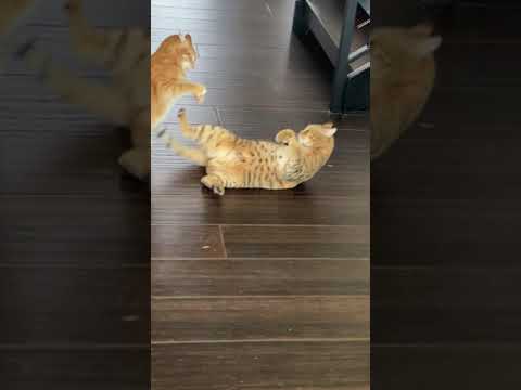 Two Cats Fight With Each Other - 1188136