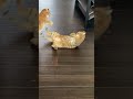 Two Cats Fight With Each Other 1188136