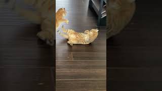 Download lagu Two Cats Fight With Each Other - 1188136 mp3