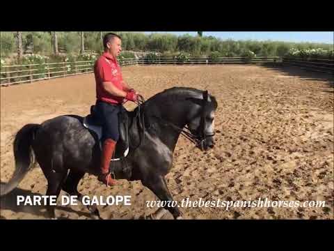 LIMONERO - Quality PRE dapple grey advanced / P.S.G. stallion for sale with us...