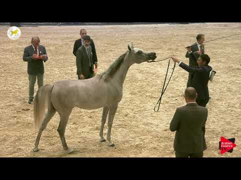 N.4 SHADIA AL WAAB - SEWC 2019 - Yearling Fillies (Class 1A)