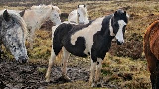Blame Sally - Long Time With You (HD) (3 of 5) - Hiking Offa’s Dyke Path (Trail) - Wales &amp; England