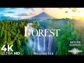 Tranquil Forest 4K Nature Sounds Deep Calming Music Relaxation Film