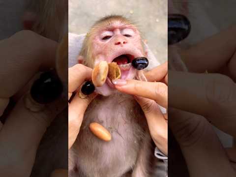 Oh no... that greedy monkey even hides in its mouth things that aren't edible!😤#monkey