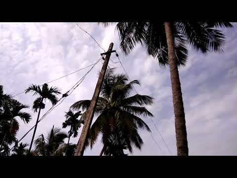 Draco(flying lizard)