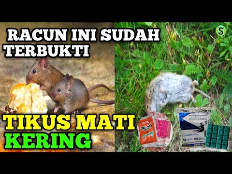 Merk racun tikus mati kering