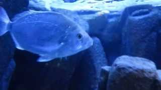 preview picture of video 'Синие рыбки... в океанариуме Греции'