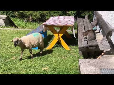Cute cat thinks she is the queen of the mountains