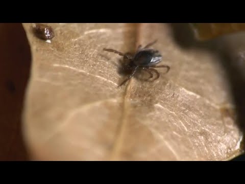 Human trials begin for shot against Lyme Disease