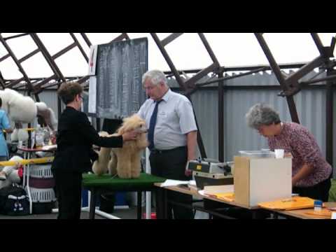 Mezinárodní výstava psů / IDS Mladá Boleslav 2010