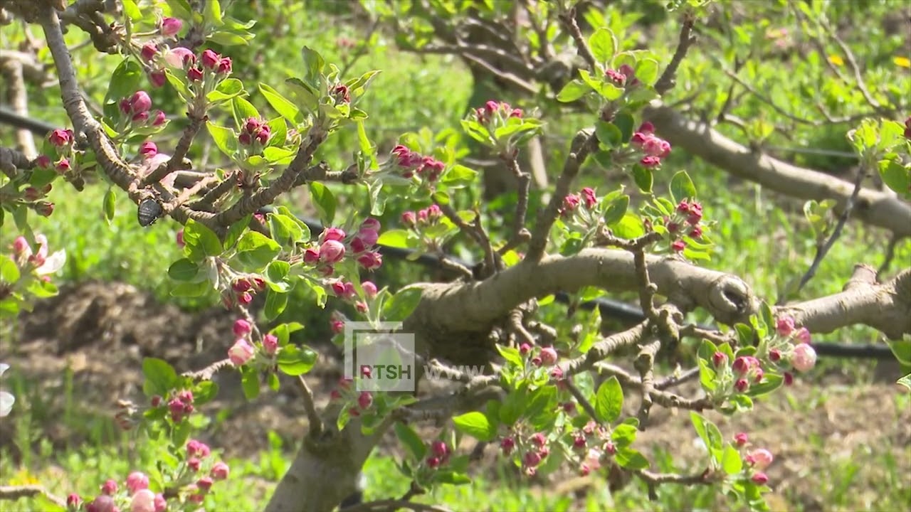 Ecuria e lulëzimit në pemët frutore, fermerët drejt ndërhyrjeve për rritjen e prodhimit