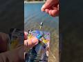 Fishing With Pokémon Cards Pokemoncards Crownzenith Fishing Funny Ocean