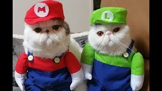 Cats Falls Compilation - Super Mario Bros Style