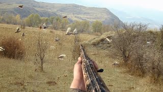 Muhteşem Keklik Avı 4 K Video Kalitesi #shortvideo #reels #patridge #keklikavı ص