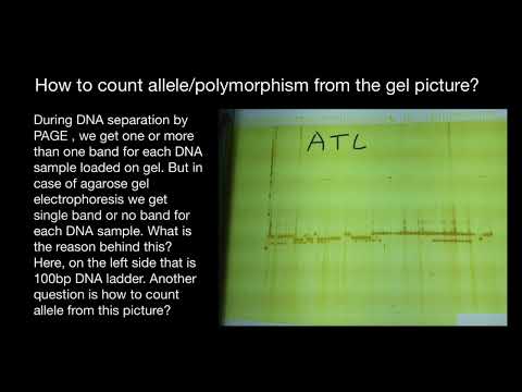 How to count allele/polymorphism from the gel picture?