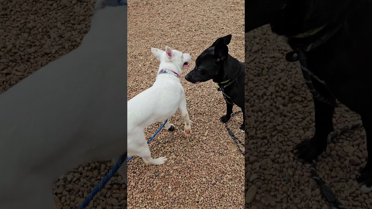 Enlarge Lyric, a Adoptable mixed breed in Kingman, KS video 5/5