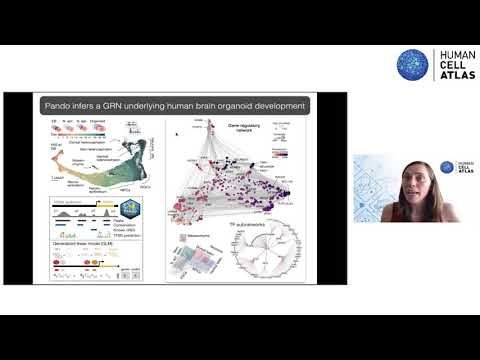Tracing and perturbing cell lineages in human brain organoids