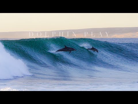 Amazing Dolphins Surfing Waves in Western Australia