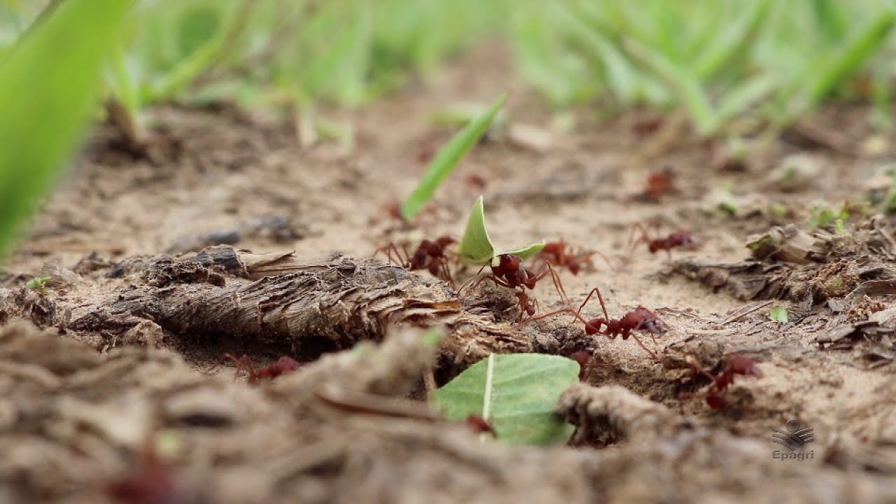 Formigas cortadeiras: como elas atacam e como proteger os cultivos florestais