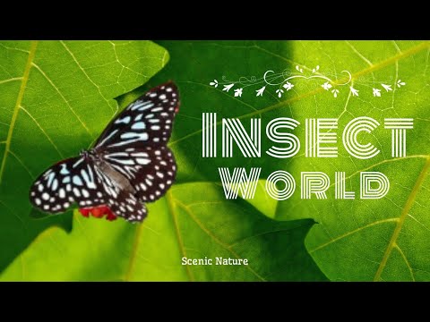 Insect World || 4K Ultra HD || Scenic Nature