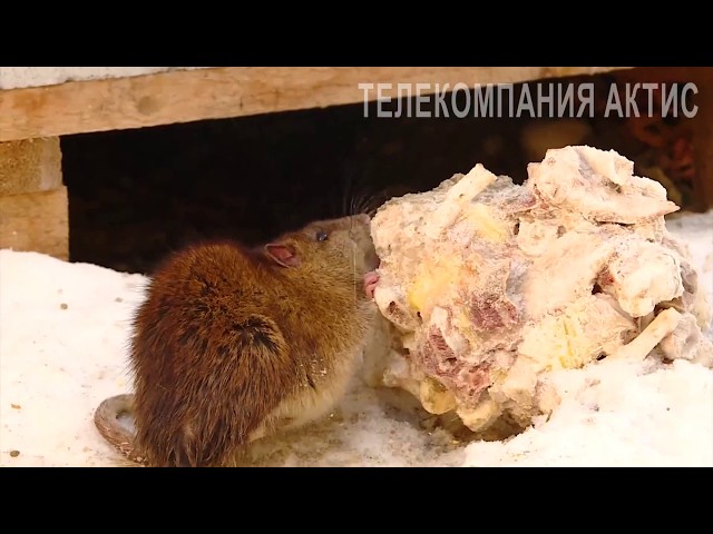 В тридцатом микрорайоне нашествие крыс