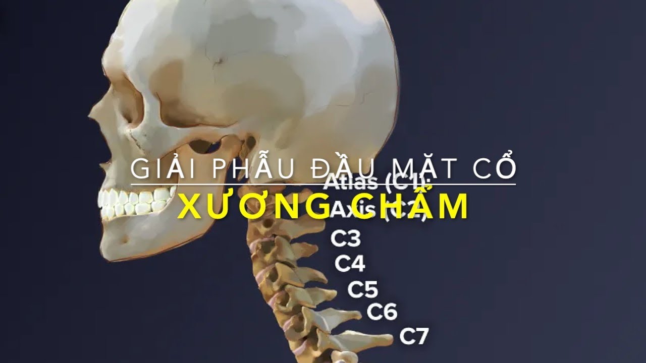 Giải phẫu đầu mặt cổ : Xương Chẩm