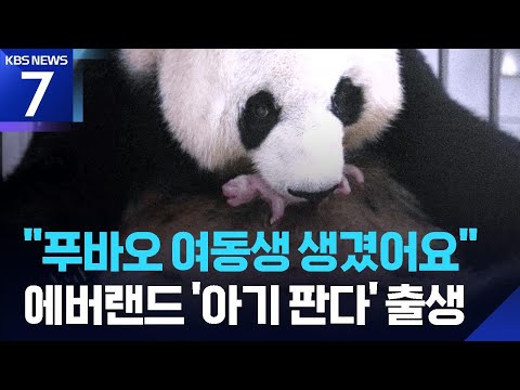 기적처럼 찾아온 넷째 ‘아기 판다’…쌍둥이는 연말 중국으로 / KBS 2026.06.10.
